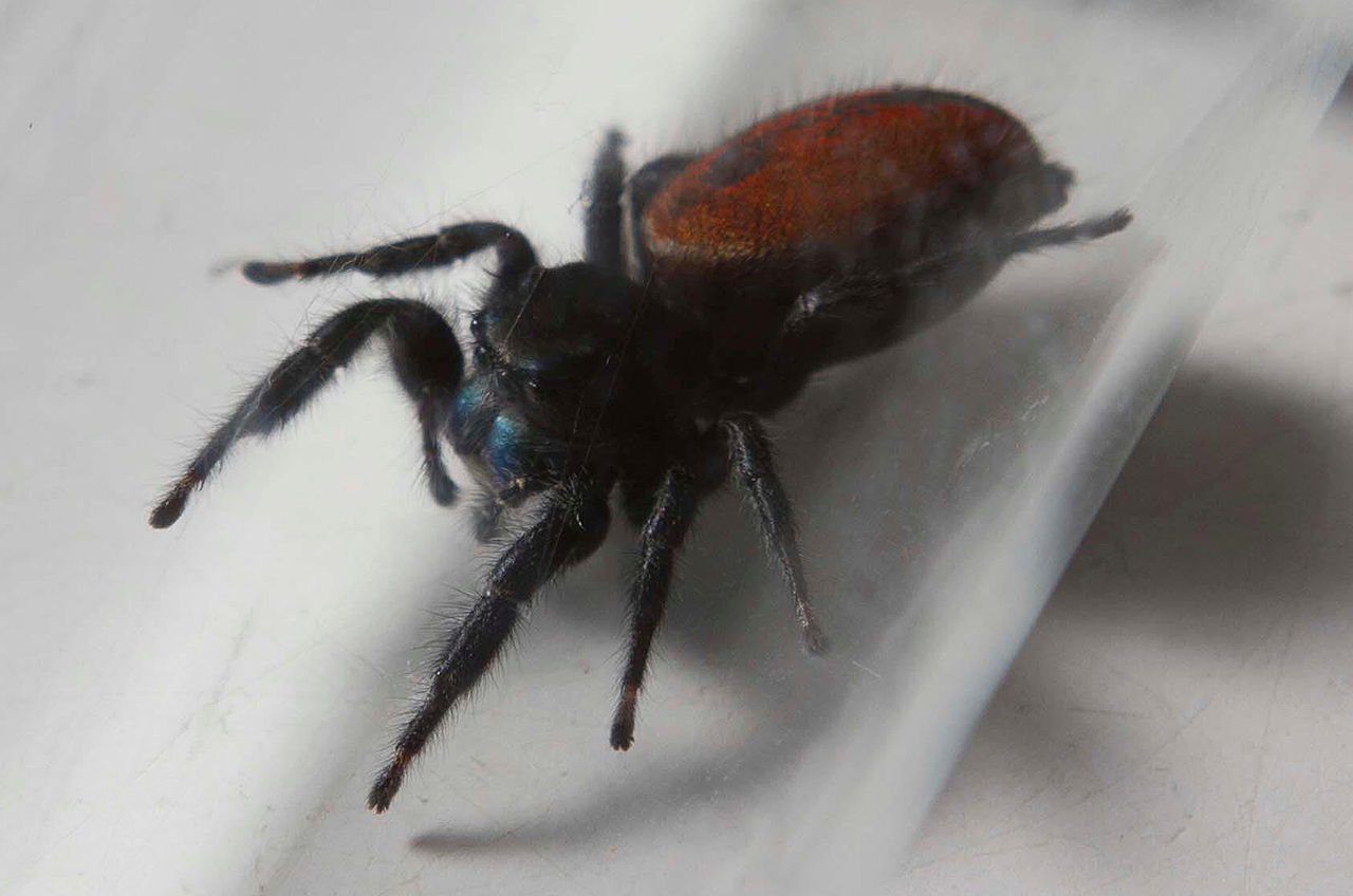 Space-Flown Spider Dies in Smithsonian